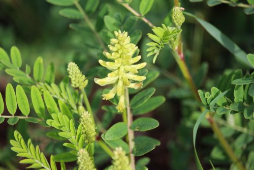 pale yellow flowers Canadian milk vetch, native plants