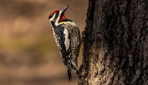 A yellow-bellied sapsucker perched on a tree