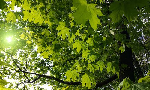 Beautiful branch with fresh green leaves of maple tree lit by sun in spring park. native plants