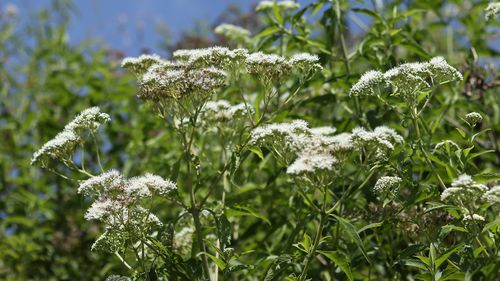 Common Boneset Flowers in Bloom in Summer, native plant