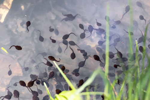 flock of frog tadpoles on the surface at the edge of the pond
