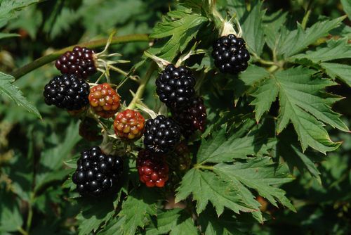 Branch of thornless blackberry (Rubus fruticosus) with ripened and partially ripened fruits in a orchard on a sunny day, close-up, copy space for text, native plants