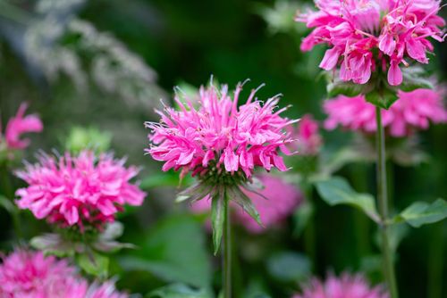 Brilliant pink bee balm plant, monarda didyma, highlighted by the morning sun, native plants