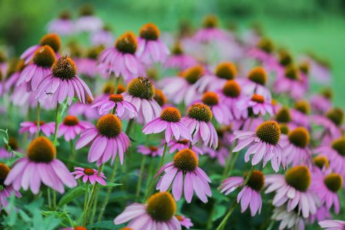 Purple Coneflowers (Echinacea Flower) in a beautiful garden, native plants