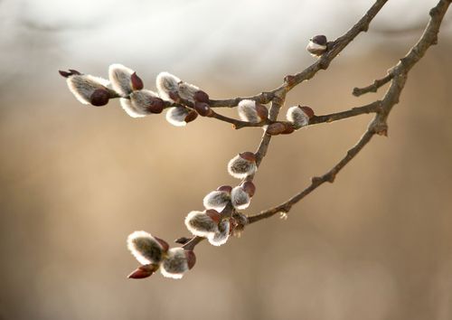 Pussy willow - Cats are one of the symbols of spring and Easter. Typically, they are twigs of the willow, with partially budding buds - flowers, native plants