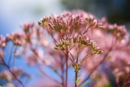 Eutrochium maculatum (spotted joe-pyeweed), North American species of flowering plants in the sunflower family, native plants