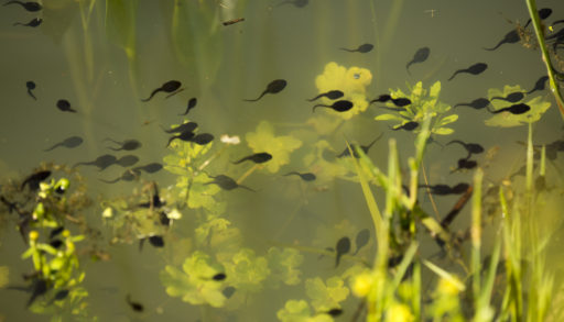Green toad (Bufotes viridis) tadpoles