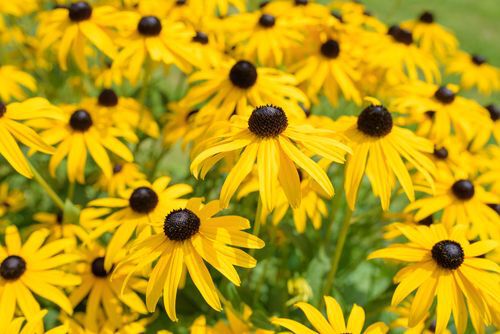 Black eyed susan- rudbeckia flowers, native plants