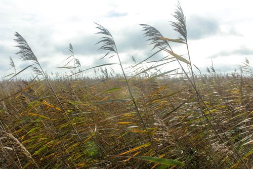 Andropogon gerardii grass - Andropogon gerardii grasses under a cloudy sky, native plants