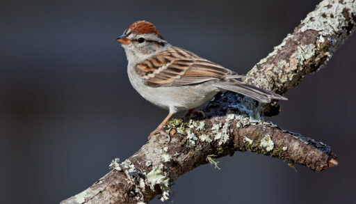 An adult chipping sparrow perched on a branch