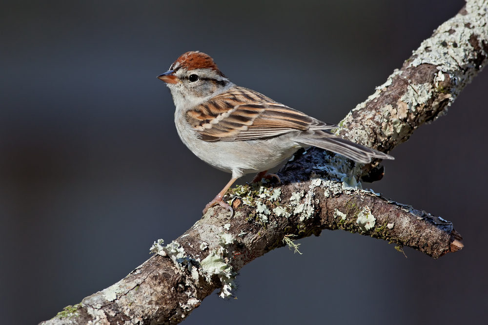An adult chipping sparrow perched on a branch