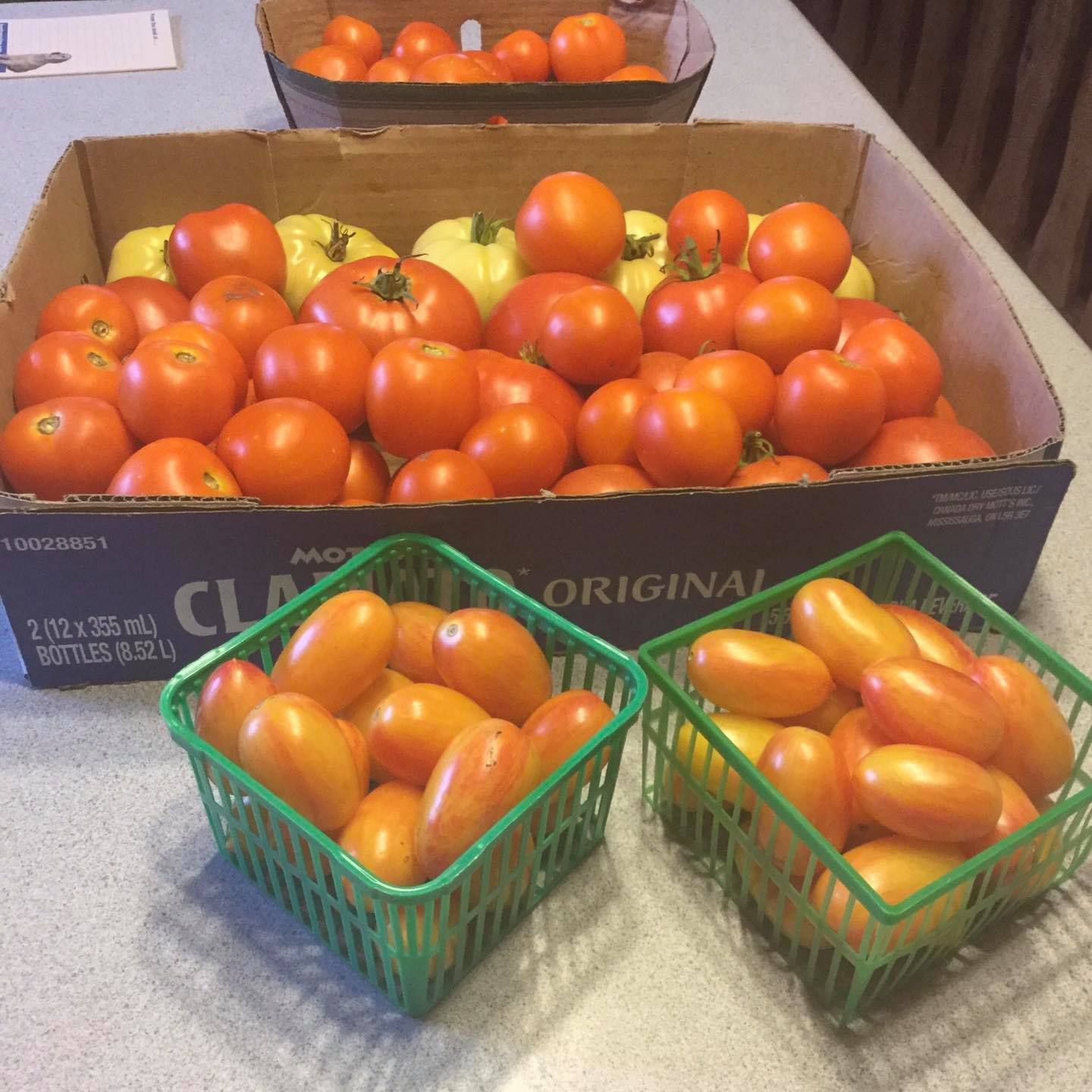 Farm fresh tomatoes in cartons