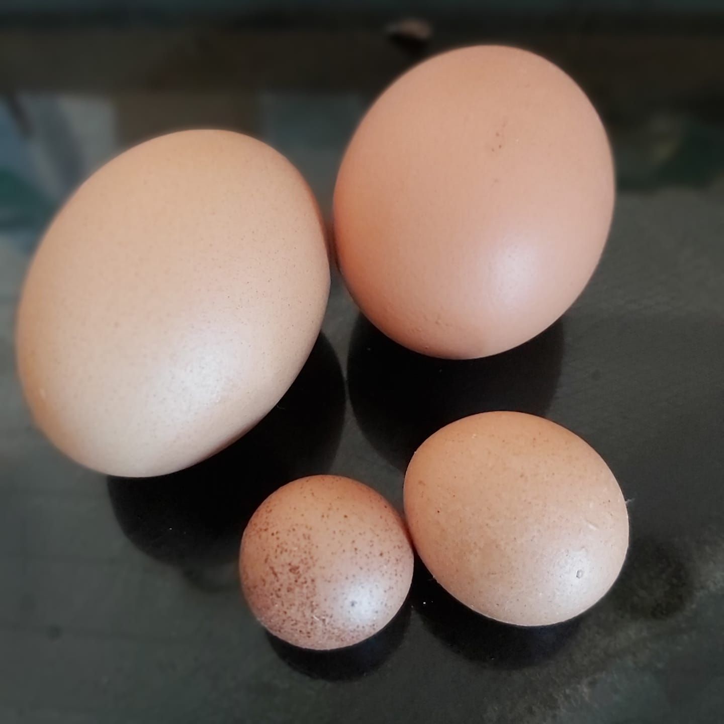 Farm fresh eggs