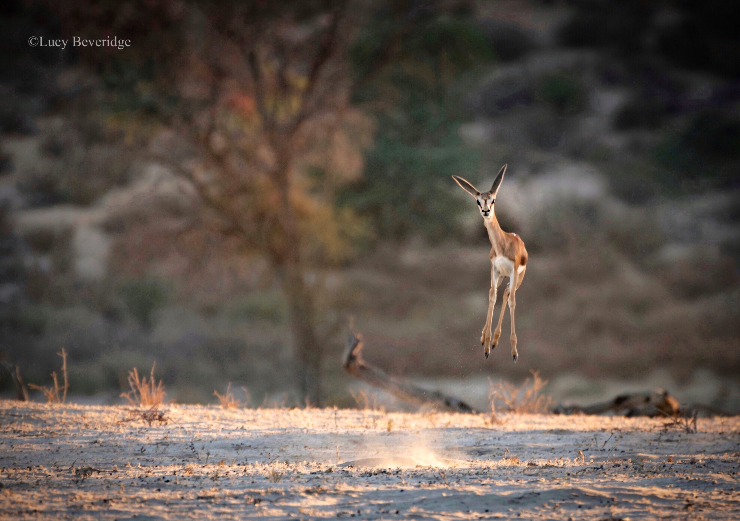 A young springbok jumping in mid-air.