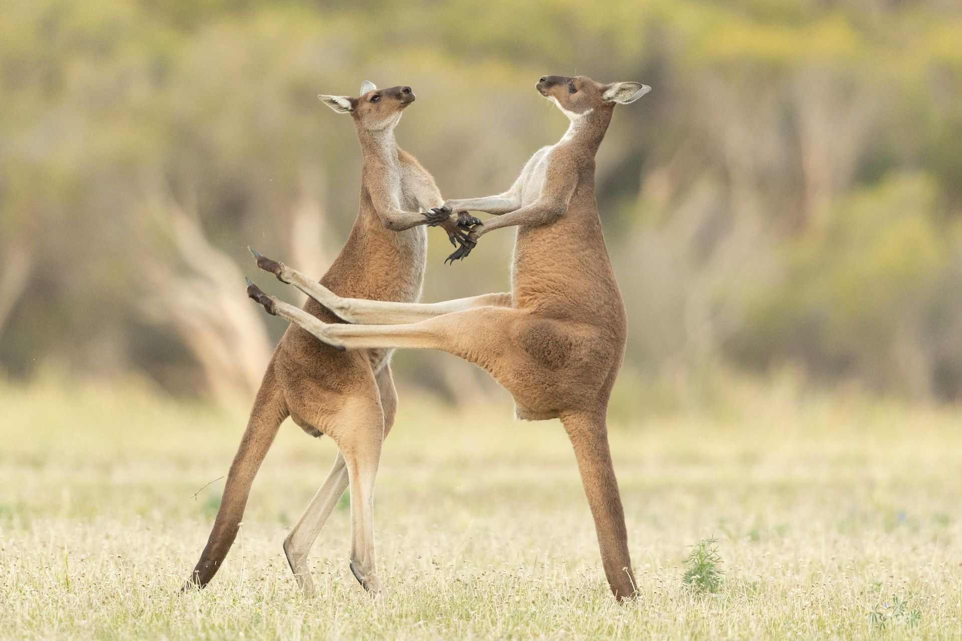 Two kangaroos fighting, one kangaroo misses kicking the other in the stomach.