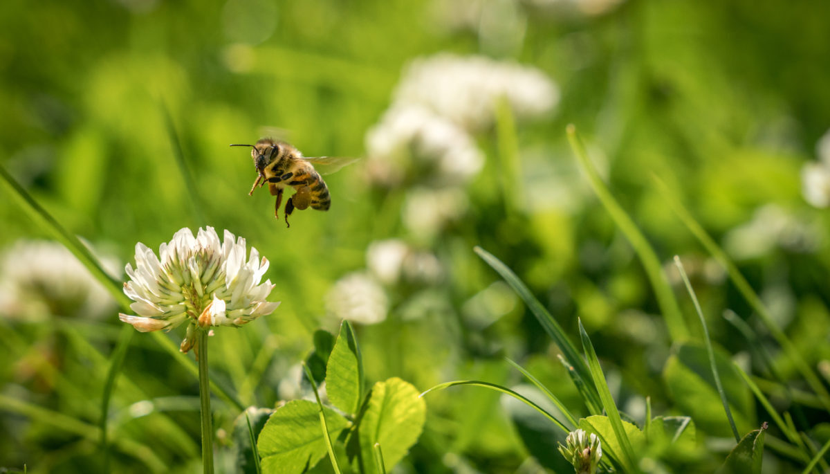 Bee buzzing in grass
