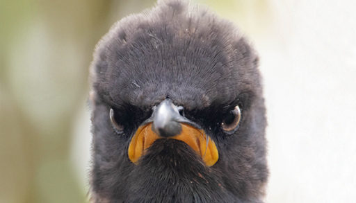 Close-up shot of a pied sterling bird.