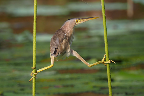 A yellow bittern bird stretching between two stalks of lotus flowers.