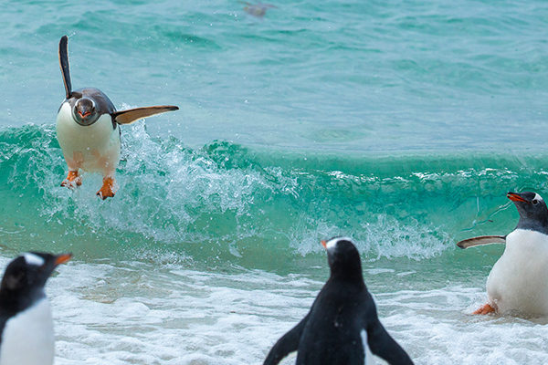 One penguin on a wave surrounded by three penguins.