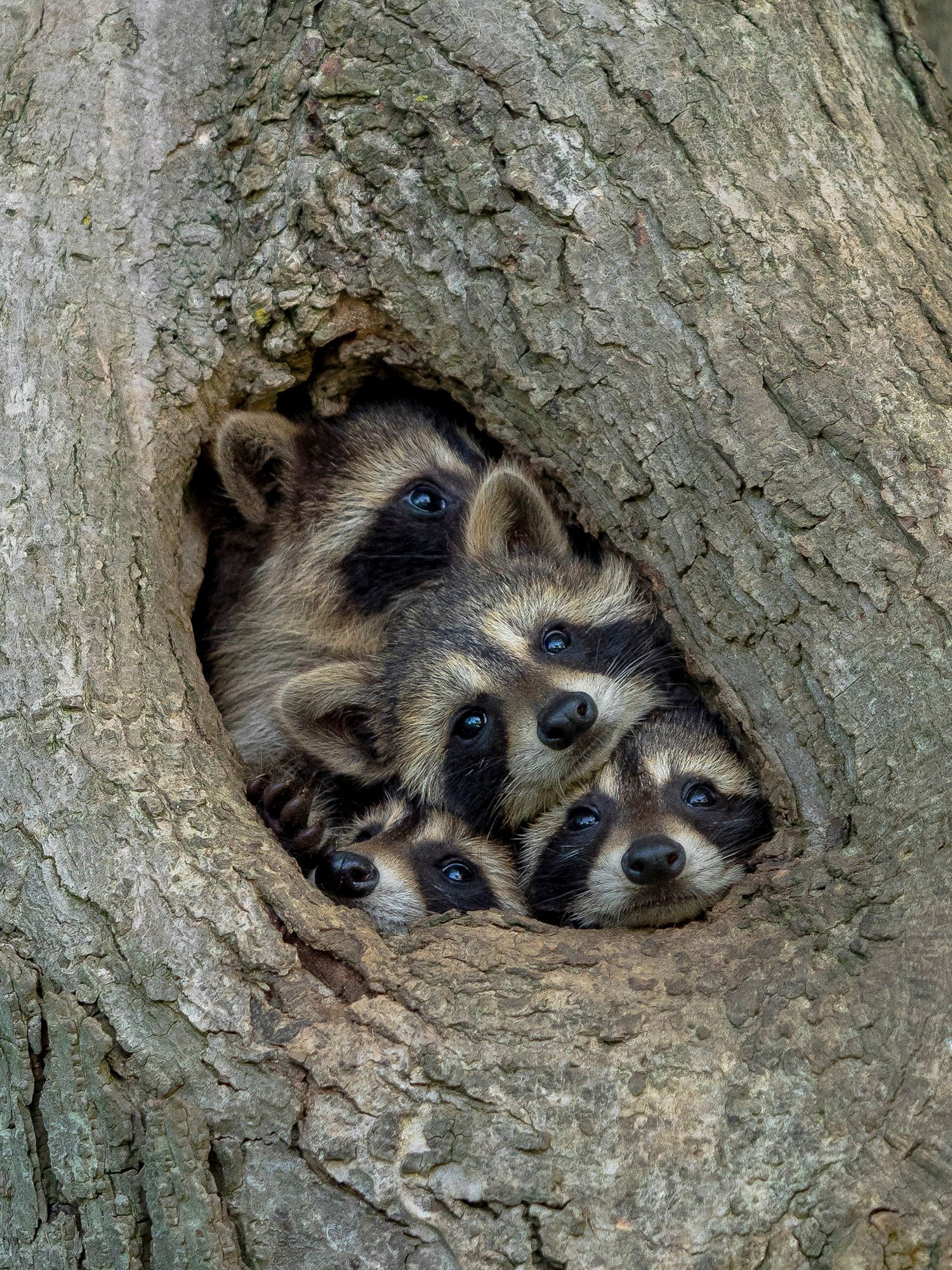 Four racoons nestled together in the hollow of a tree.