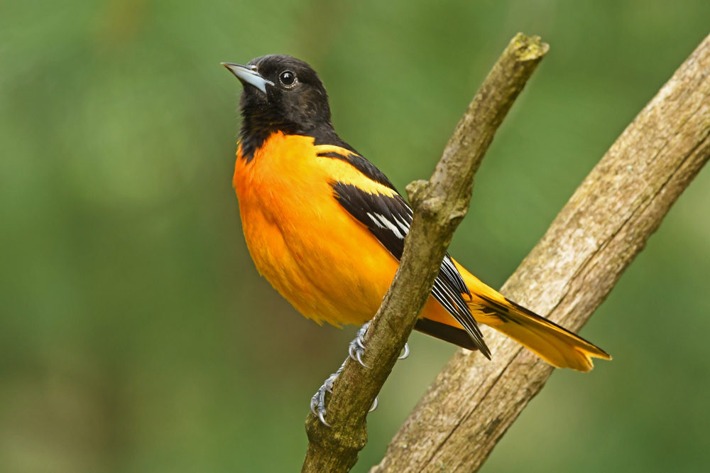 A male Baltimore oriole perched on a branch