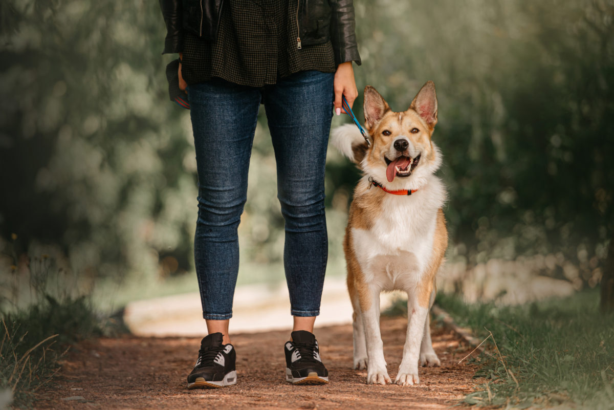 Woman walking dog in park