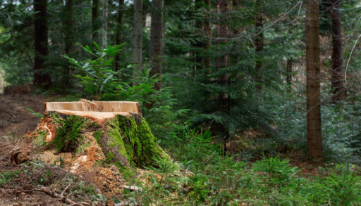 Deforestation concept. Stump of tree after cutting forest. Stump from fresh cut coniferous tree in forest. stump in the coniferous forest from freshly chopped spruce. Banner format. lumber