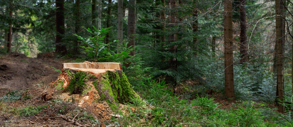 Deforestation concept. Stump of tree after cutting forest. Stump from fresh cut coniferous tree in forest. stump in the coniferous forest from freshly chopped spruce. Banner format. lumber