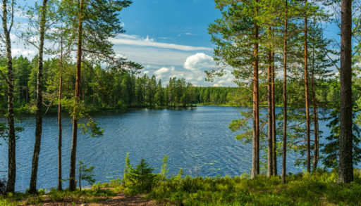 view of the lake through trees