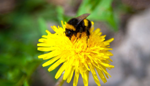 bumblebee on a yellow flower