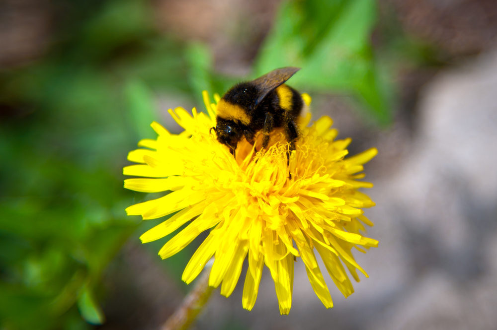 bumblebee on a yellow flower