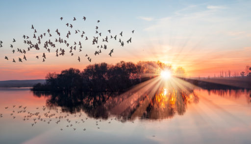 Birds flying over lake