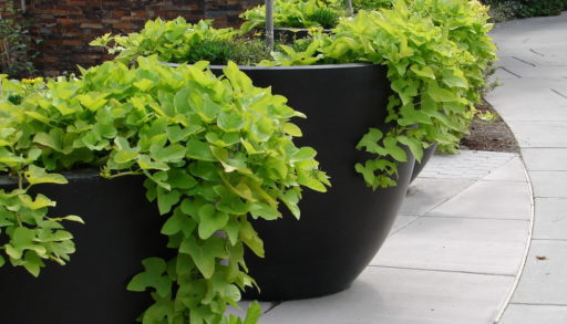 Two potted potato vine plants