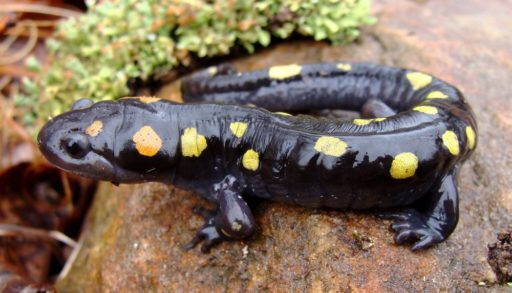 An adult yellow-spotted salamander on a rock next to lichen