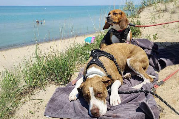 Two dogs lounging on the beach.