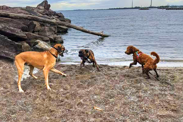 Three dogs playing on the sand.