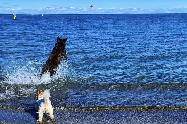 A large dog jumping into the water and a small dog walking into the water.