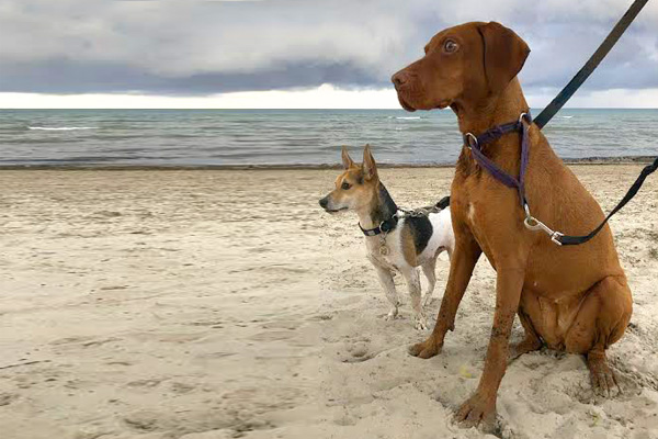 A big dog and a small dog sitting at the beach.