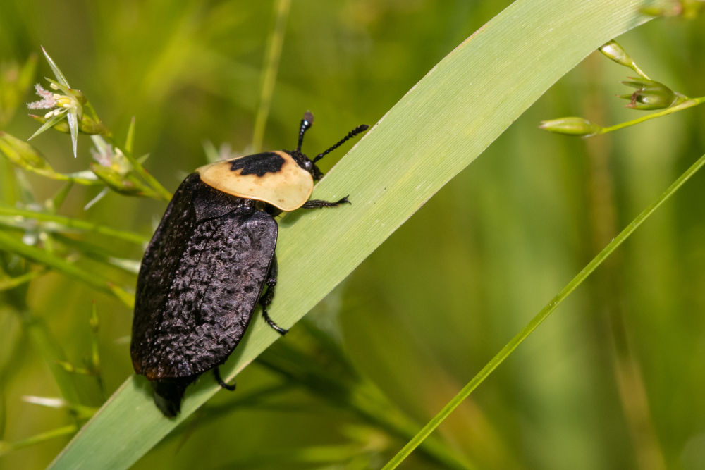 A close-up of a carrion beetle atop a blade of grass, insects