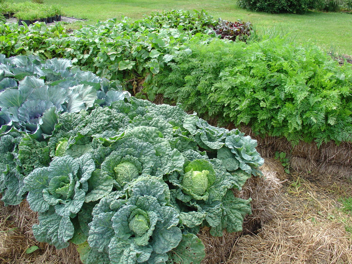 cabbage growing in straw bale garden