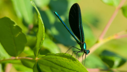 A close-up of a blue and green damselfly atop a leaf, insects
