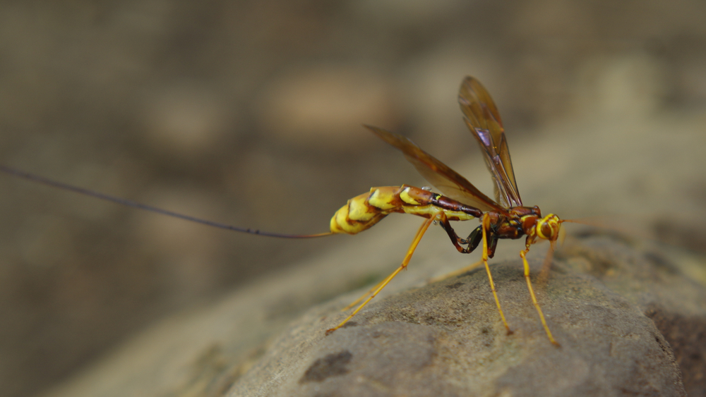 A close-up of a giant ichneumon wasp.