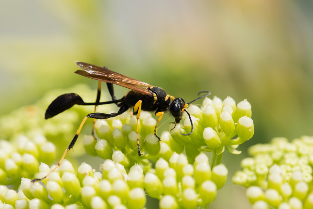A close-up of a black and yellow mud dauber.