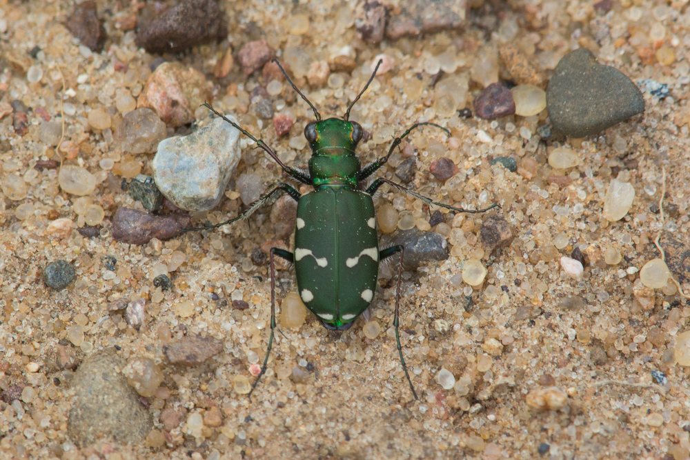 Close-up shot of a green tiger beetle on the ground, insects