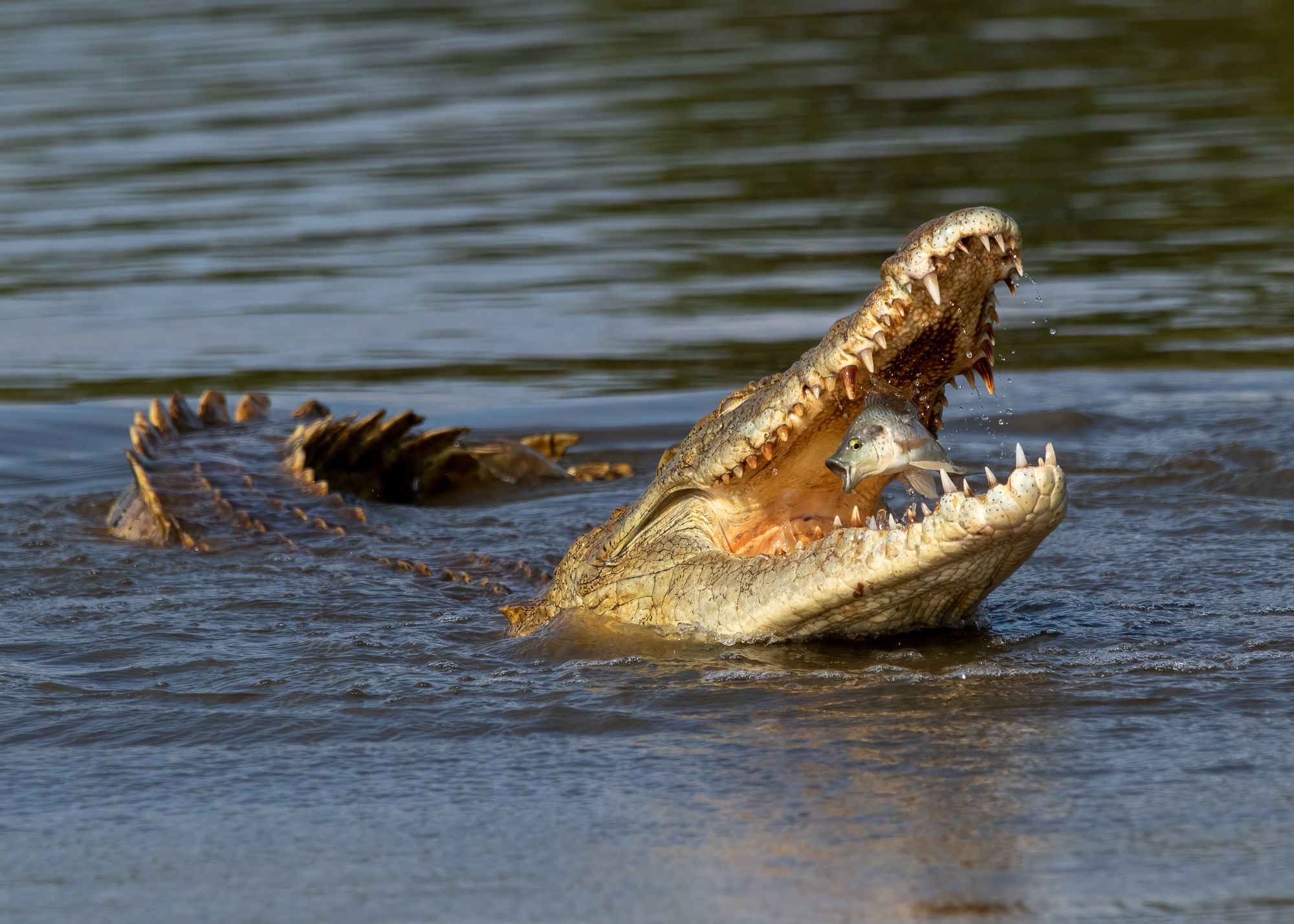 A crocodile with a fish in its mouth.