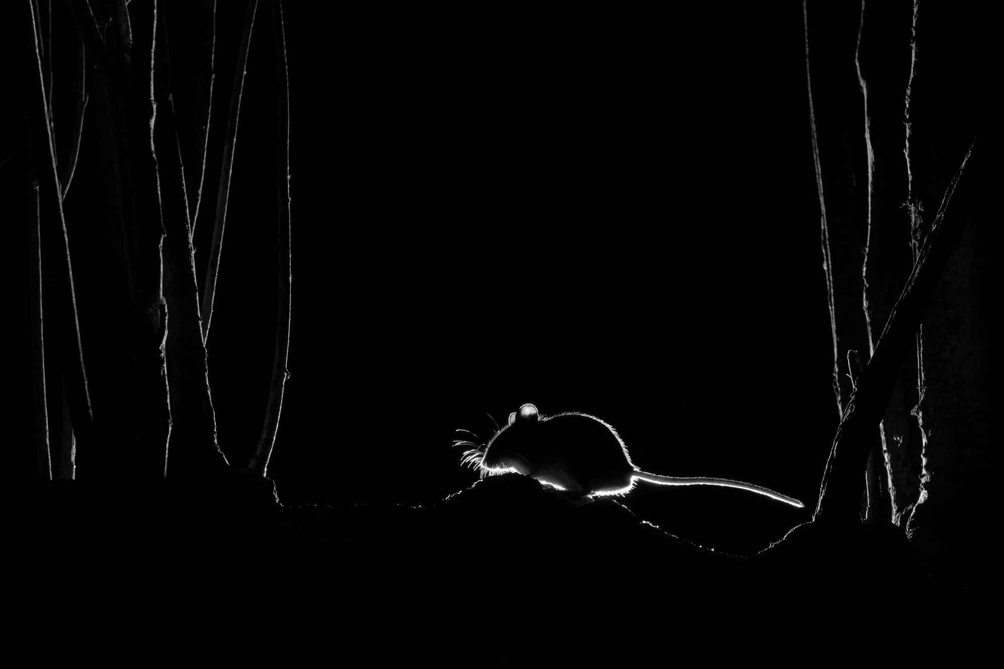 A silhouette of a mouse crawling on the ground.