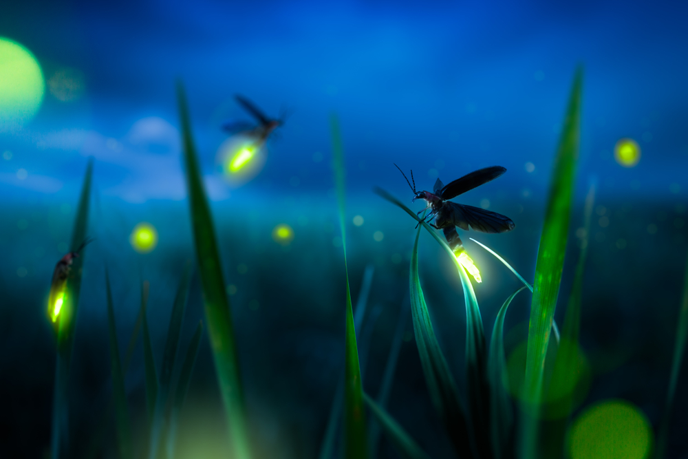 Fireflies in the grass