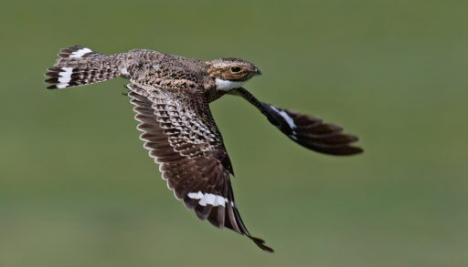 A common nighthawk flying against a green background