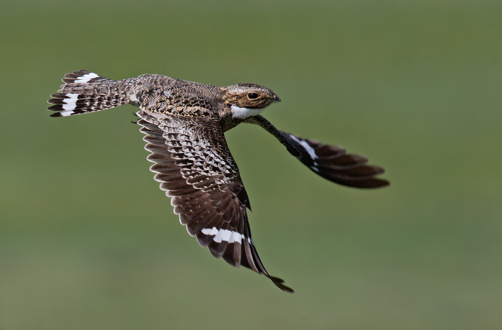 A common nighthawk flying against a green background