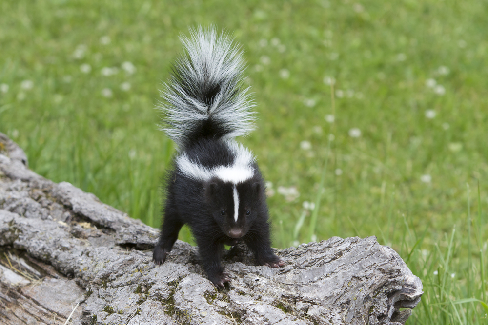 A baby skunk ready to spray.